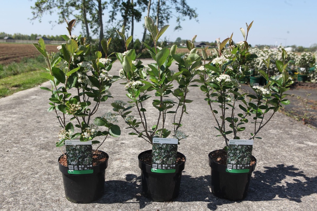 Aronia prunifolia 'Aron' cont. 3,6L 40-50 cm +B