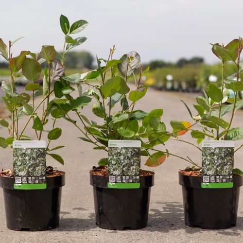 [P] Aronia prunifolia 'Aron' cont. 3,6L 40-50 cm +p