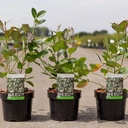 Aronia prunifolia 'Aron' cont. 3,6L 40-50 cm +ф