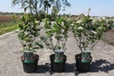 Aronia prunifolia 'Aron' cont. 3,6L 40-50 cm +B