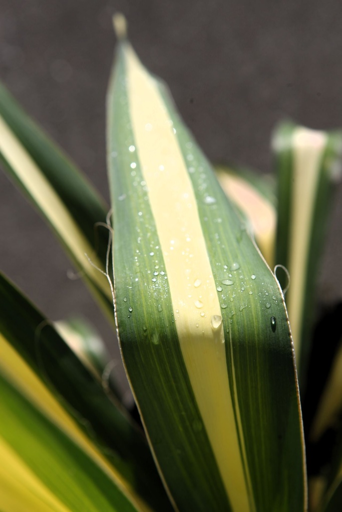 [P] Yucca filamentosa 'Color Guard' cont. 10L +B