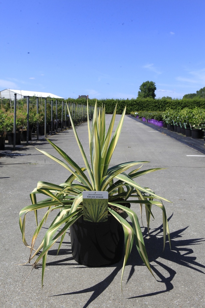 Yucca filamentosa 'Color Guard' cont. 10L +B