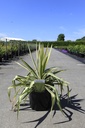 Yucca filamentosa 'Color Guard' cont. 10L +p
