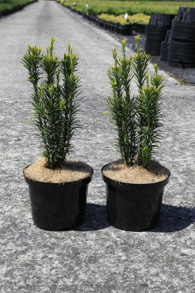 [P] Cephalotaxus harringtonia 'Fastigiata' cont. 5L 40-50 cm