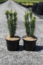 Cephalotaxus harringtonia 'Fastigiata' Kont. 5L 40-50 cm