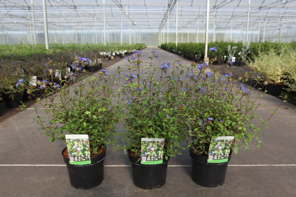 Ceratostigma willmottianum cont. 3,6L 30-40 cm +p