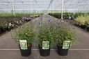 Ceratostigma willmottianum cont. 3,6L 30-40 cm +ф