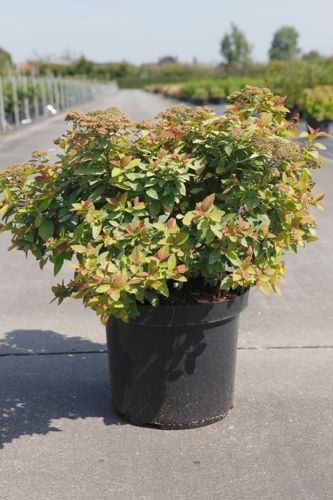 [P] Spiraea japonica Proven Winners® DOUBLE PLAY® BIG BANG (PBR) cont. 10L déco 40-50 cm +p
