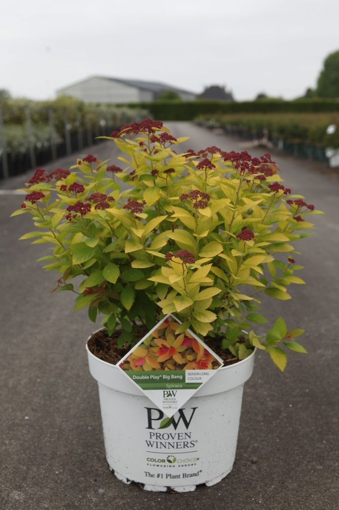 [P] Spiraea japonica Proven Winners® DOUBLE PLAY® BIG BANG (PBR) cont. 10L deco 40-50 cm +B
