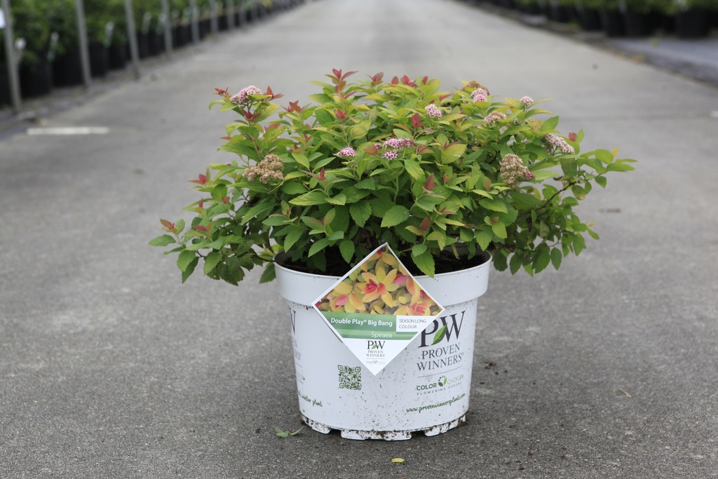 Spiraea japonica Proven Winners® DOUBLE PLAY® BIG BANG (PBR) cont. 10L deco 40-50 cm +f