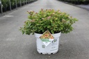 Spiraea japonica Proven Winners® DOUBLE PLAY® BIG BANG (PBR) cont. 10L deco 40-50 cm +f