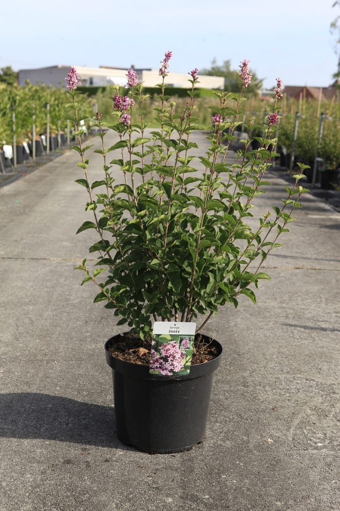 [P] Syringa 'Josée' Kont. 10L 60-80 cm +B