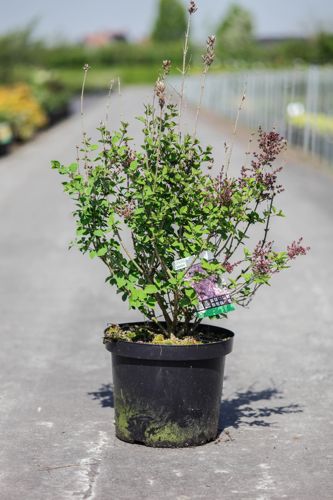 [P] Syringa 'Josée' cont. 10L 60-80 cm +p
