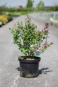 Syringa 'Josée' cont. 10L 60-80 cm +ф