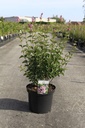 Syringa 'Josée' cont. 10L 60-80 cm +ф