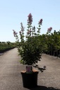 Syringa 'Josée' cont. 10L 60-80 cm +B