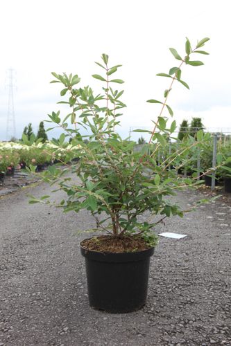 Lonicera kamtschatica 'Eisbär®' cont. 10L 50-60 cm +B