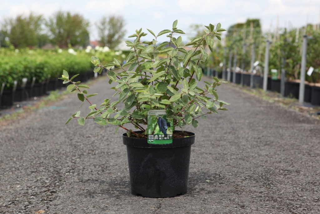 Lonicera kamtschatica 'Eisbär®' cont. 10L 50-60 cm +p