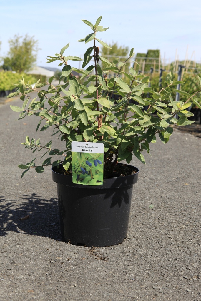 [P] Lonicera kamtschatica 'Eisbär®' cont. 10L 50-60 cm +p