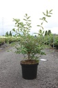 Lonicera kamtschatica 'Eisbär®' cont. 10L 50-60 cm +p