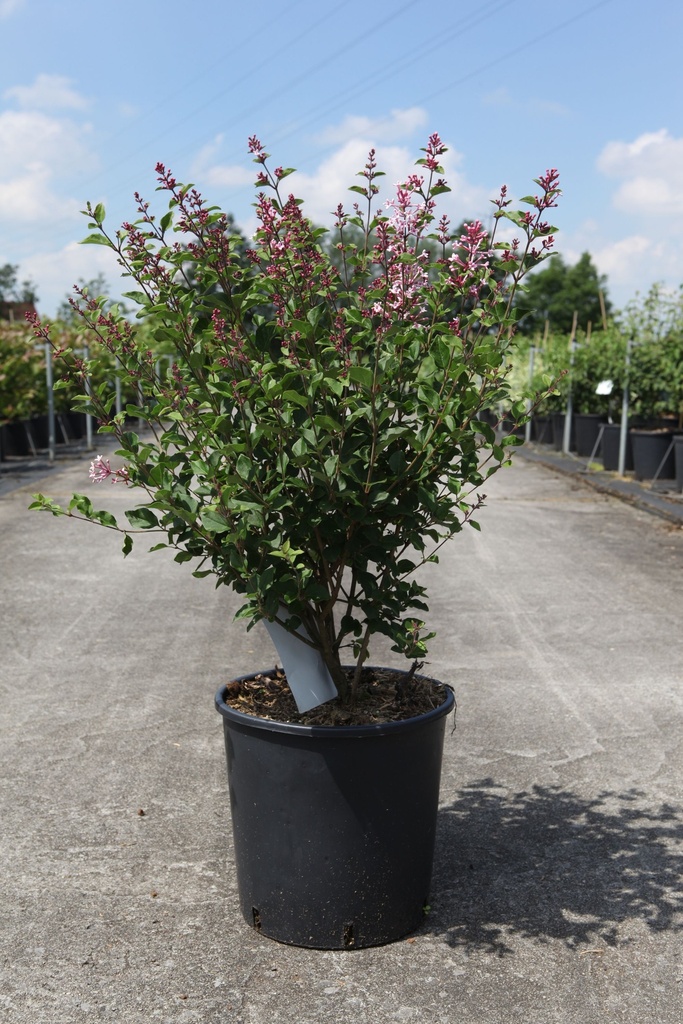 [P] Syringa Proven Winners® BLOOMERANG DARK PURPLE (PBR) cont. 12L 60-80 cm +ф