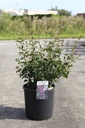 Syringa Proven Winners® BLOOMERANG DARK PURPLE (PBR) Kont. 12L 60-80 cm +B