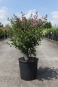 Syringa Proven Winners® BLOOMERANG DARK PURPLE (PBR) cont. 12L 60-80 cm +B