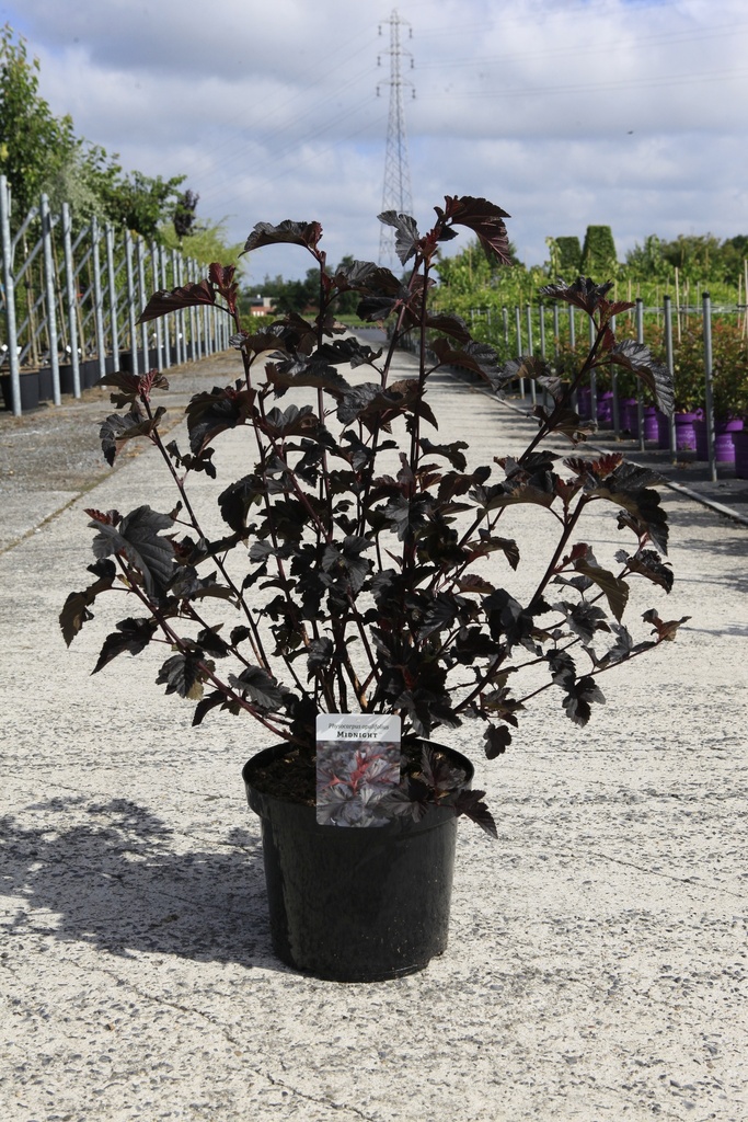 [P] Physocarpus opulifolius MIDNIGHT (PBR) cont. 10L 60-80 cm +ф