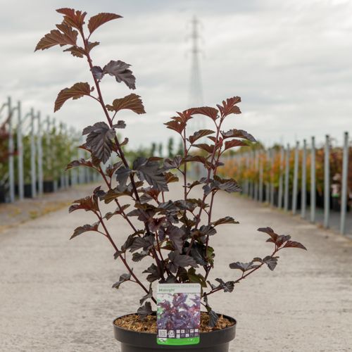 [P] Physocarpus opulifolius MIDNIGHT (PBR) cont. 10L 60-80 cm +p