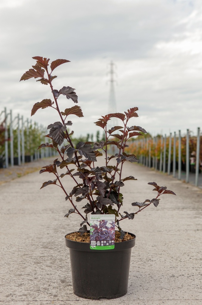 Physocarpus opulifolius MIDNIGHT (PBR) cont. 10L 60-80 cm +p