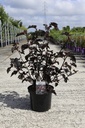 Physocarpus opulifolius MIDNIGHT (PBR) Kont. 10L 60-80 cm +B