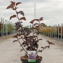 Physocarpus opulifolius MIDNIGHT (PBR) cont. 10L 60-80 cm +p