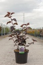 Physocarpus opulifolius MIDNIGHT (PBR) cont. 10L 60-80 cm +p
