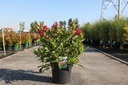 Weigela 'Red Prince' cont. 10L 60-80 cm +ф