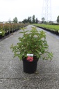 Weigela 'Red Prince' cont. 10L 60-80 cm +p