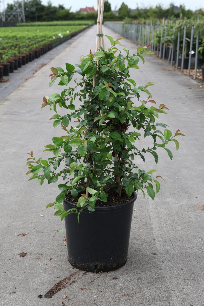 [P] Chaenomeles speciosa Proven Winners® 'Pink Storm' (PBR) cont. 18L 125/+ cm +p