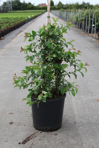 [P] Chaenomeles speciosa Proven Winners® 'Pink Storm' (PBR) cont. 18L 125/+ cm +p