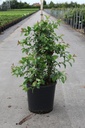 Chaenomeles speciosa Proven Winners® 'Pink Storm' (PBR) cont. 18L 125/+ cm +f