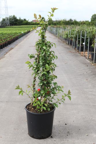 [P] Chaenomeles speciosa Proven Winners® 'Orange Storm' (PBR) cont. 18L 125/+ cm +ф