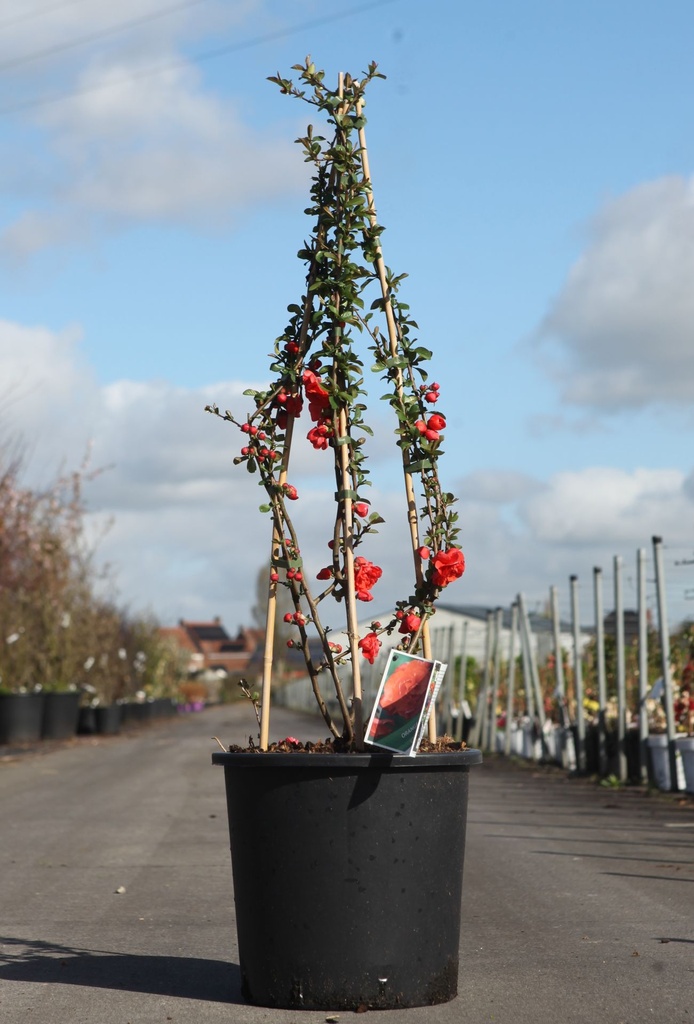Chaenomeles speciosa Proven Winners® 'Orange Storm' (PBR) cont. 18L 125/+ cm +f