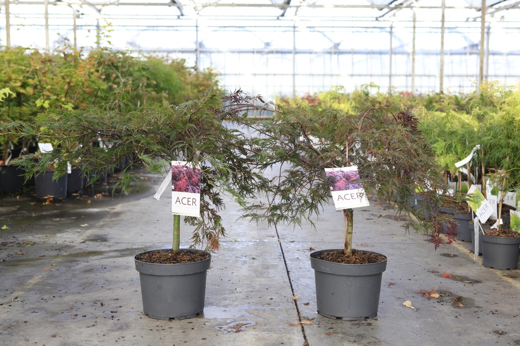 Acer palmatum 'Inaba-shidare' cont. 10L 50-60 cm +f