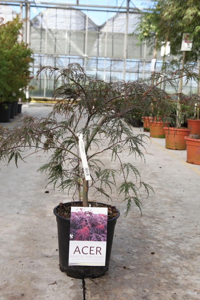 [P] Acer palmatum 'Inaba-shidare' cont. 10L 50-60 cm +p