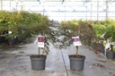 Acer palmatum 'Inaba-shidare' cont. 10L 50-60 cm +f