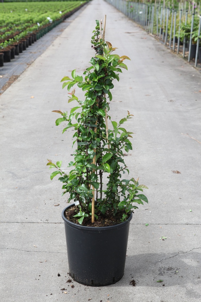 Chaenomeles speciosa Proven Winners® 'Scarlet Storm' (PBR) cont. 18L 125/+ cm +ф