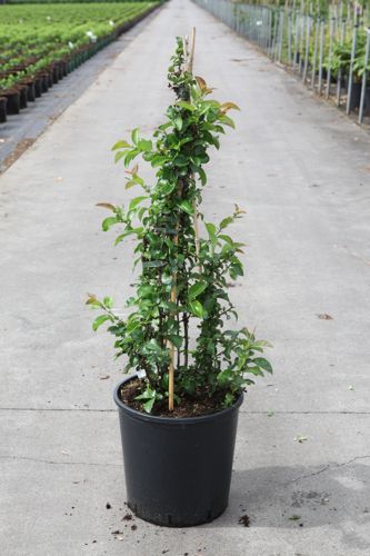 Chaenomeles speciosa Proven Winners® 'Scarlet Storm' (PBR) cont. 18L 125/+ cm +B