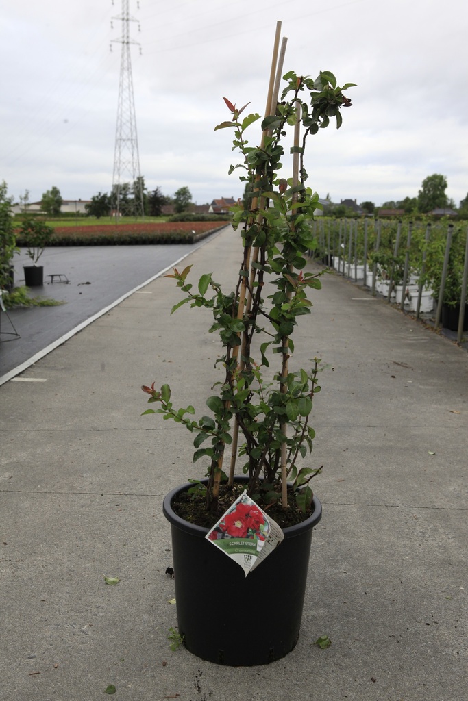 [P] Chaenomeles speciosa Proven Winners® 'Scarlet Storm' (PBR) cont. 18L 125/+ cm +f