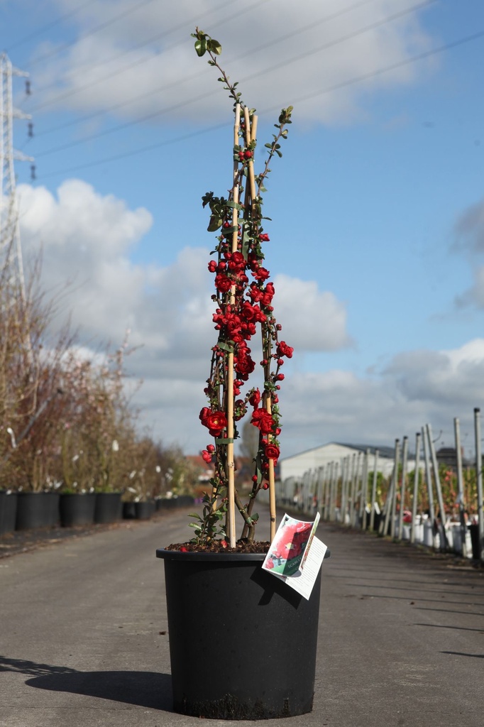 [P] Chaenomeles speciosa Proven Winners® 'Scarlet Storm' (PBR) cont. 18L 125/+ cm +p