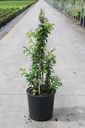 Chaenomeles speciosa Proven Winners® 'Scarlet Storm' (PBR) cont. 18L 125/+ cm +ф