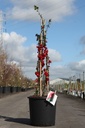 Chaenomeles speciosa Proven Winners® 'Scarlet Storm' (PBR) cont. 18L 125/+ cm +ф