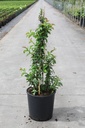 Chaenomeles speciosa Proven Winners® 'Scarlet Storm' (PBR) cont. 18L 125/+ cm +B